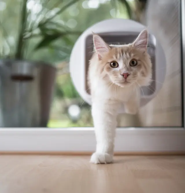 Fliegengitter mit Katzenklappe